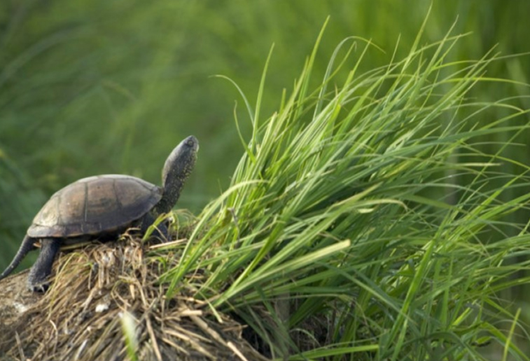 tortue